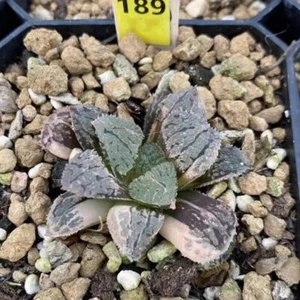 4-5CM Succulent Plant Haworthia Comptioniana Juwei City Variegated Liliaceae - Picture 1 of 27