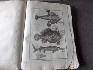 PANCKOUCKE  ICHTCHYOLOGIE POISSONS  GRAVURE ORIGINALE DE  1788    22 X 31 Cms - Imagen 1 de 1