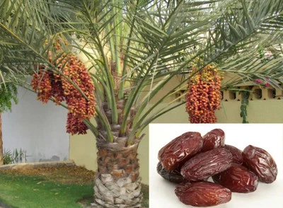 Todo 8- Medjool 2 años de antigüedad plántula de palmera plántula Phoenix Dactylifera planta Foto 1 de 4