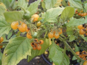 Yellow Morella or Hairy Morella - Solanum villosum 20+ seed seeds samen So 031