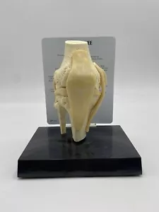 GPI Anatomical - GP1000 - Basic Knee Join Model - Picture 1 of 6