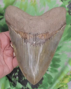 Megalodon Sharks Tooth 6 7/16" inch BEAUTY fossil sharks teeth tooth - Picture 1 of 8