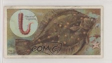 1924 ITC of Canada Fish & Bait Tobacco C11 The Place #32 z6d