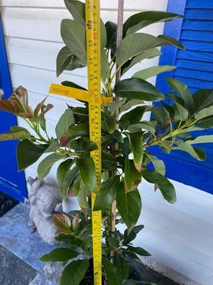 ÁRBOL DE AGUACATE ORO NEGRO INJERTADO (PERSEA AMERICANA 1 GALÓN MACETA DE PLÁSTICO Foto 1 de 4