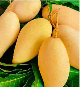 Mango innestato (Mangifera) Nam Doc Mai albero da frutto vivo (1-2 piedi) Indica - Foto 1 di 6
