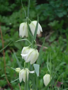 Fritillaria Meleagris : 100 Seeds (2022) : Checkered Lily : White, Purple, Brown - Picture 1 of 12