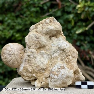 Fossil Echinoid Clypeus Jurassic Conques France Genuine Sea Urchin Fossil with - Picture 1 of 3