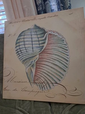 Set of 3 Beautiful Seashell Canvas Pictures - Изображение 1 из 4