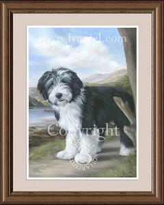 BEARDED COLLIE Young Beardie fine art print by Lynn Paterson - Picture 1 of 3