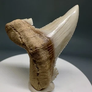 Sharply Serrated 2.04" Fossil CARCHAROCLES AURICULATUS- Eocene, Kazakhstan - Picture 1 of 8