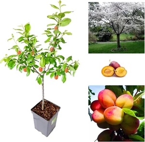 Plum Tree - Sweet Orange Plum - Patio Fruit Tree 2-4ft in 5 Litre Pot - Picture 1 of 6