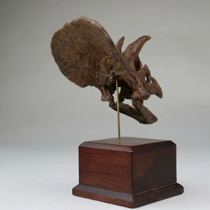 Triceratops Skull 3D Printed Ceratopsidae Dinosaur Scene Decor Animal Toys - Picture 1 of 9