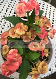 Euphorbia Milii BLANCE Crown of Thorns Corona de Cristo Succulents Thai Hybrid - Picture 1 of 14