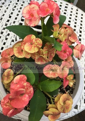 Euphorbia Milii BLANCE Crown of Thorns Corona de Cristo Succulents Thai Hybrid - Image 1 of 4