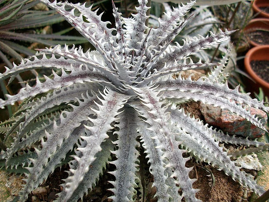 Dyckia for sale | eBay