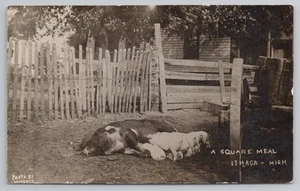 Postal RPPC de una comida cuadrada mamá cerdo con lechones en Ítaca Michigan c1910 - Imagen 1 de 2