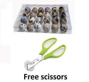 100 Quail Egg cartons 24 holes Free scissors - Picture 1 of 3