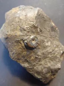 Amonita Pirita Fósiles Petrificación Decoración Joyería Oro Colección - Imagen 1 de 5