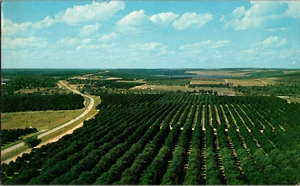Postkarte Florida Orangenhaine Luftaufnahme Chrom unverpostet - Bild 1 von 2