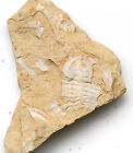 Cambrian fossil Trilobite Redlichia mansuyi ,Collection,teaching,No.p50