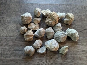 Collection of 20 Brachiopods Fossils Devonian Trilobite Age 1 LB - Picture 1 of 9