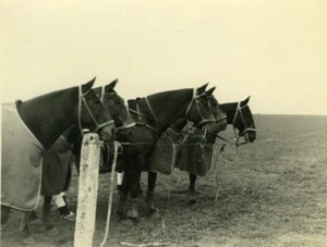 Argentina? Race Polo Pony Racing Equestrian old Amateur Photo 1944 - Picture 1 of 4