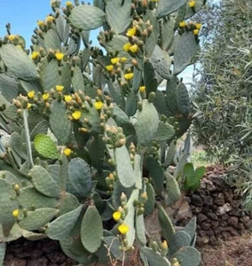 PALE PIANTA DI FICO D'INDIA A FRUTTI GUSTOSI DI 3 VARIETA - Imagen 1 de 2