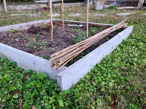 Bamboo garden Stakes. 5 Ft each. - Picture 1 of 4