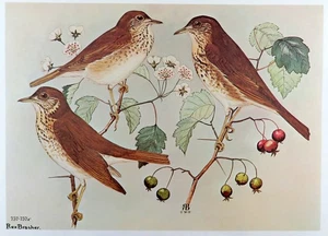 Rex Brasher Bird Print, Gray Cheeked Thrush on hawthorne branch, 16x12 in. - Picture 1 of 3
