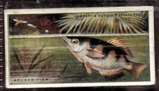 Tobacco Card, Lambert Butler, WONDERS OF NATURE, 1924, Archer Fish, #12
