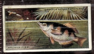 Tobacco Card, Lambert Butler, WONDERS OF NATURE, 1924, Archer Fish, #12