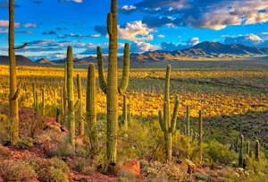 Imán de refrigerador 3D - SONORAN DESERT - Pizarra blanca, armario - Imagen 1 de 1