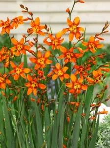 10x Crocosmia Emily McKenzie Summer Flowering Bulbs Garden Perennial Montbretia - Picture 1 of 8