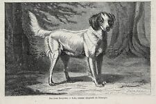 Dog Brittany Spaniel Named Lola, Early Look at Breed, 1870s Antique Print
