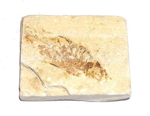 FOSSIL Green River Formation Wyoming 50 Million Years Old FISH F14 - Picture 1 of 1