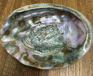 ABALONE shell Orange 7 inch by 5.5 inch Ocean Marine Beach Rainbow craft display - Picture 1 of 3