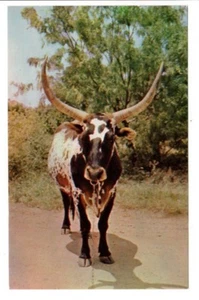 Vintage Postkarte Post 1962 Texas Longhorn Steuerkuh Farbe von Lucas Dallas Denver - Bild 1 von 2
