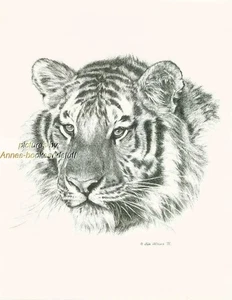 # 91 TIGER portrait * wildlife art print * pen & ink drawing by Jan Jellins - Picture 1 of 9