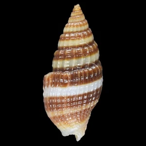 VEXILLUM AMANDUM (Liloan, Philippines) 10.7mm #47540 - Picture 1 of 3