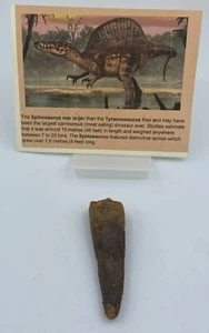 Spinosaurus Tooth dinosaur fossil Before T Rex Cretaceous K858 - Picture 1 of 4