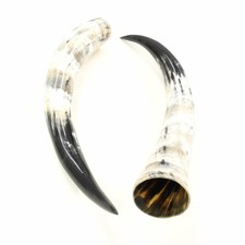 Pair of Horns 25" STEER Cow Bull Long Horn TAXIDERMY Polished High Gloss