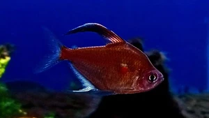 (6 Pack) Bleeding Heart Tetra 1.5"-2.0" Peaceful Schooling Fish, Deep Red Color! - Picture 1 of 5