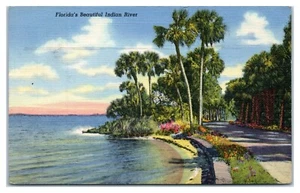 Floridas schöne Indian River Roadway gesäumt mit Palmen Postkarte - Bild 1 von 2