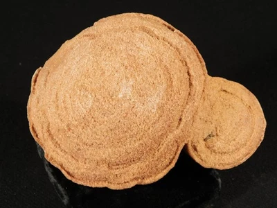 ¡GRANDE! Fósil de estromatolito 600 millones de años 100% natural Marruecos 1333gr Foto 1 de 4