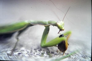 Vintage 35mm Slide 1977 Praying Mantis Head and Arms with Prey Close Up #3 - Picture 1 of 2