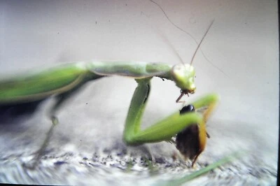 Vintage 35mm Slide 1977 Praying Mantis Head and Arms with Prey Close Up #3 - Image 1 of 2