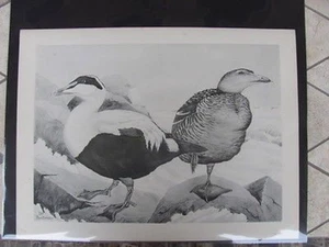 Original  Rex Brasher #159  Hand Painted Bird Print  Northern Eider#159REX2 DSS - Picture 1 of 1