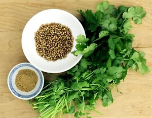 CILANTRO HERB-CORIANDER (Coriandrum sativum) recao latin cuisine spice 100 seeds - Picture 1 of 4