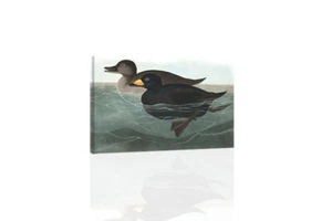 Audubon American Scoter Duck - LEINWAND ODER DRUCK WANDBILD - Bild 1 von 2