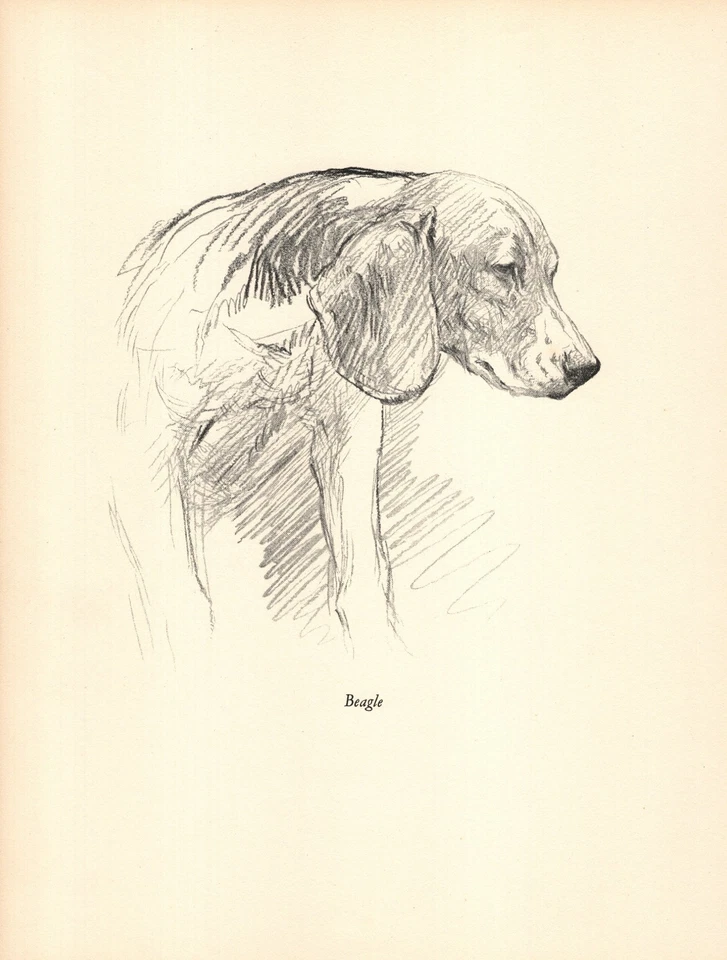 Antiguo Beagle 1938 impresión K F Barker ilustración artística Beagle vintage 6246h Foto 1 de 1
